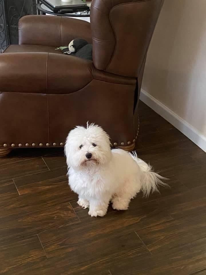 Coton de Tulear Puppies at Sutter Buttes Coton De Tulear breeder image 30