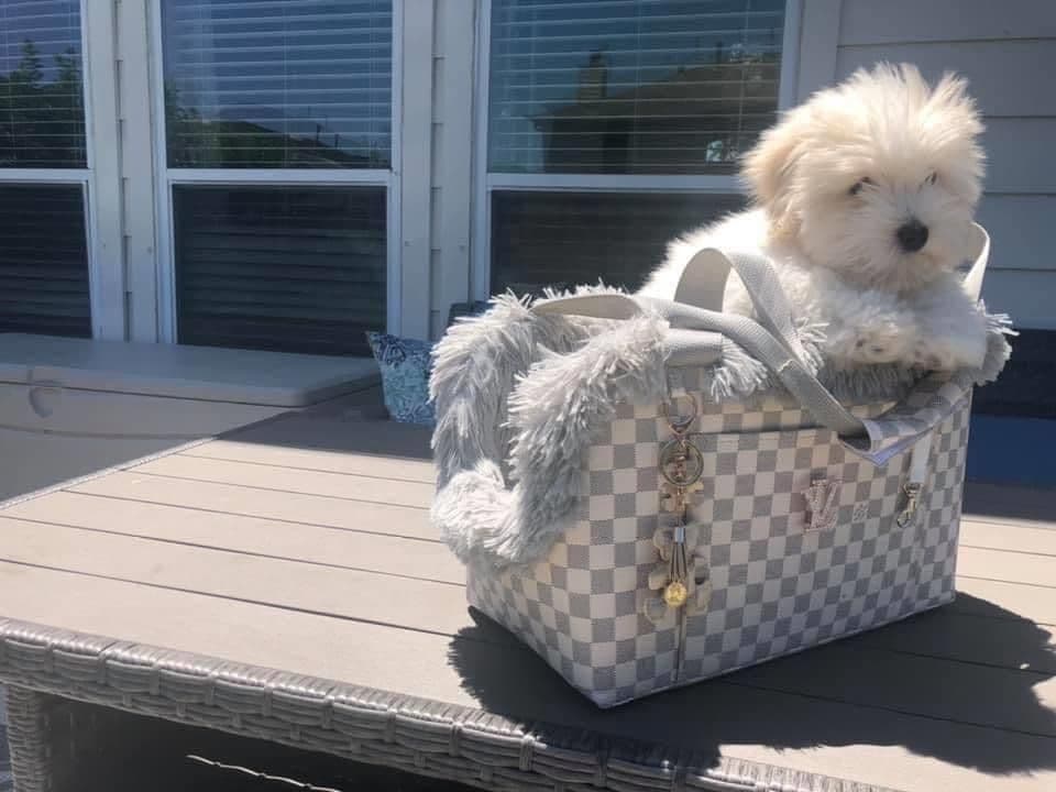 Coton de Tulear Puppies at Sutter Buttes Coton De Tulear breeder image 31
