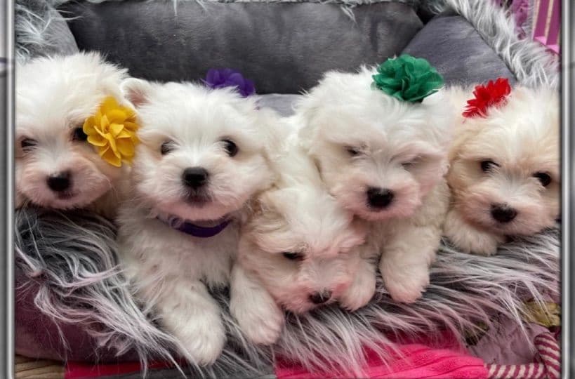 Coton de Tulear Puppies at Sutter Buttes Coton De Tulear breeder image 34