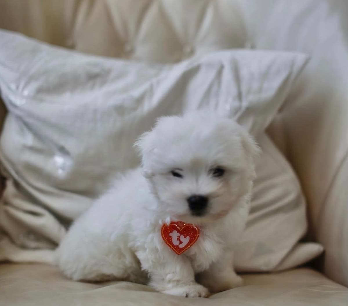 Coton de Tulear Puppies at Sutter Buttes Coton De Tulear breeder image 35