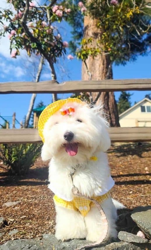 Coton de Tulear Puppies at Sutter Buttes Coton De Tulear breeder image 36
