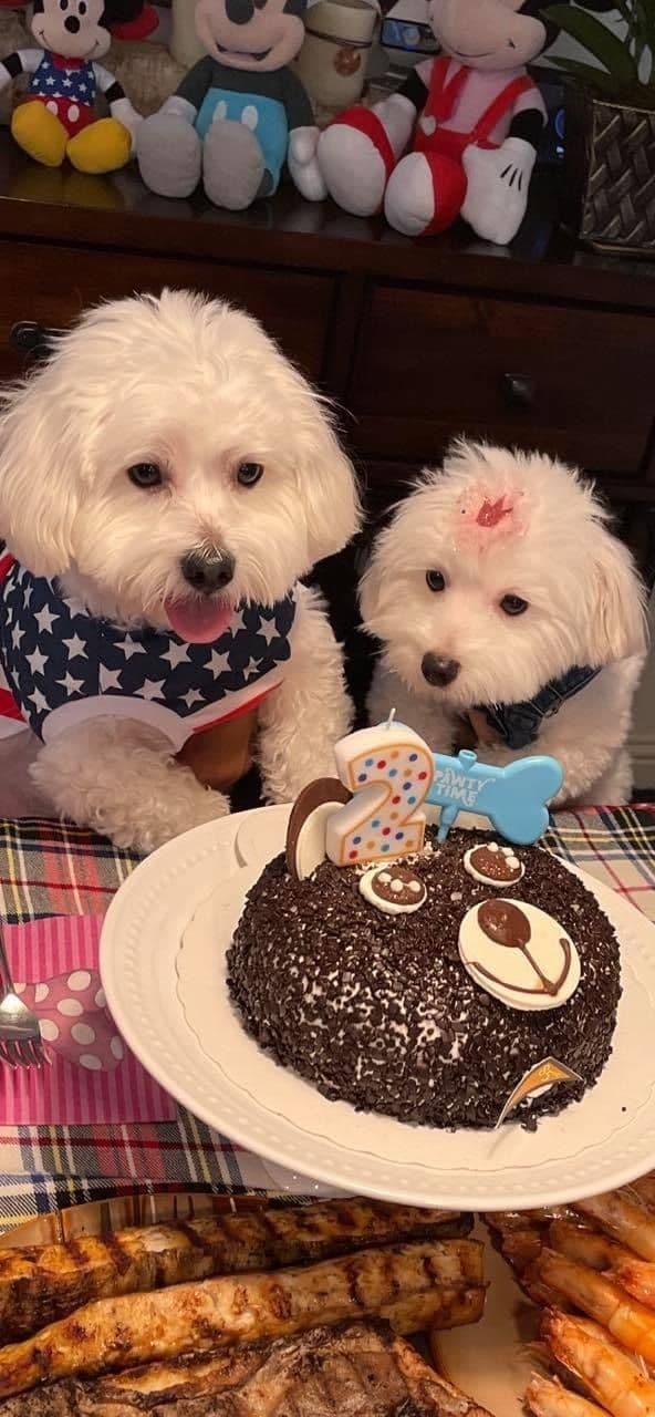 Coton de Tulear Puppies at Sutter Buttes Coton De Tulear breeder image 38