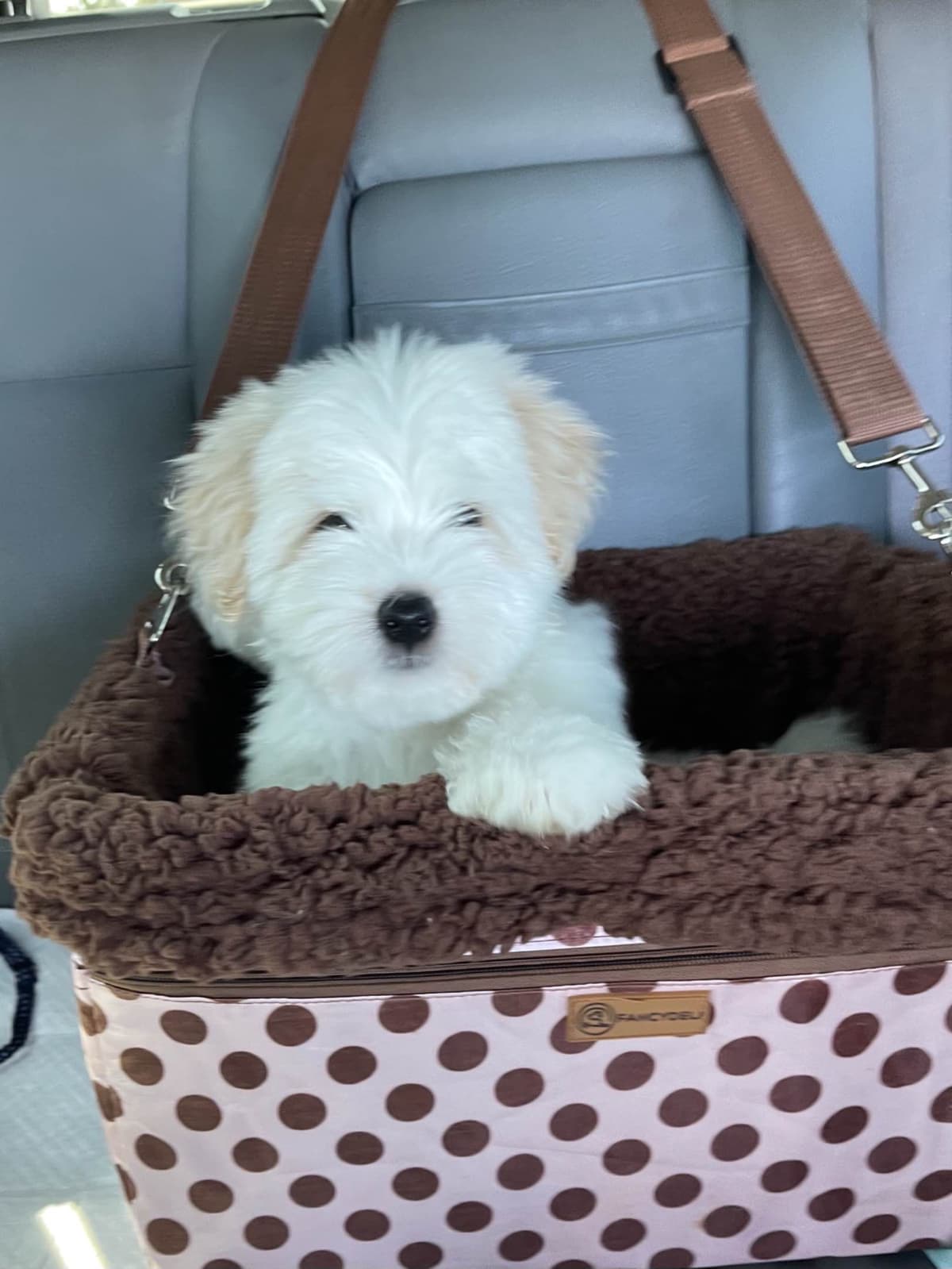 Coton de Tulear Puppies at Sutter Buttes Coton De Tulear breeder image 41