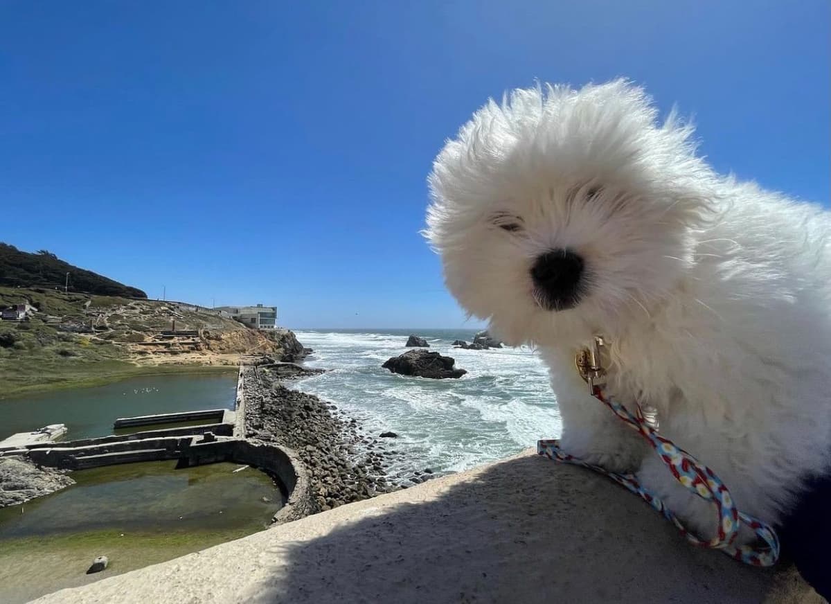 Coton de Tulear Puppies at Sutter Buttes Coton De Tulear breeder image 42
