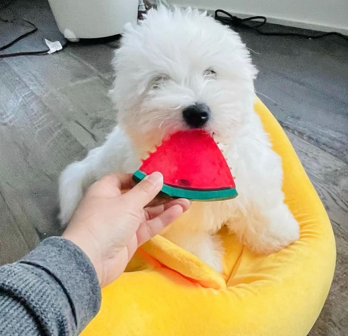 Coton de Tulear Puppies at Sutter Buttes Coton De Tulear breeder image 44