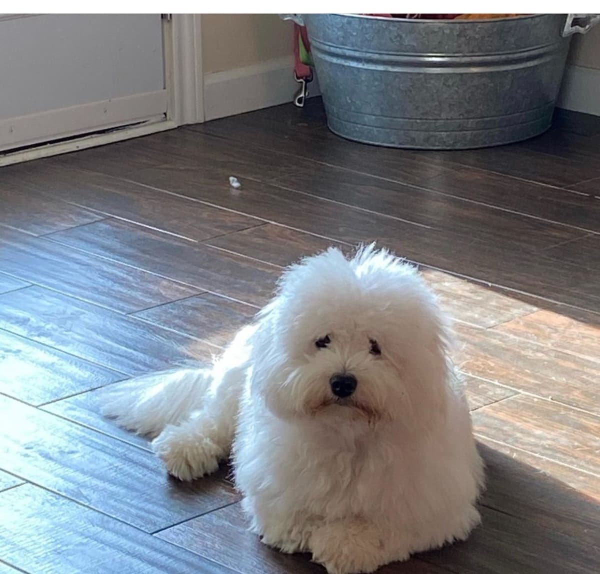 Coton de Tulear Puppies at Sutter Buttes Coton De Tulear breeder image 45