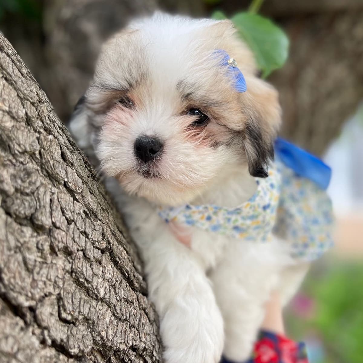Coton de Tulear Puppies at Sutter Buttes Coton De Tulear breeder image 46