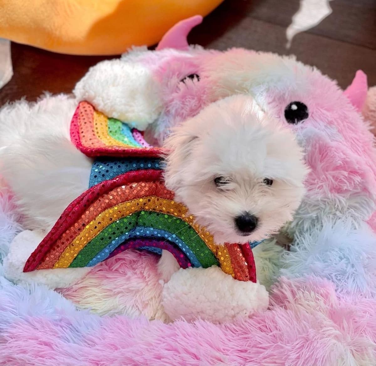 Coton de Tulear Puppies at Sutter Buttes Coton De Tulear breeder image 47