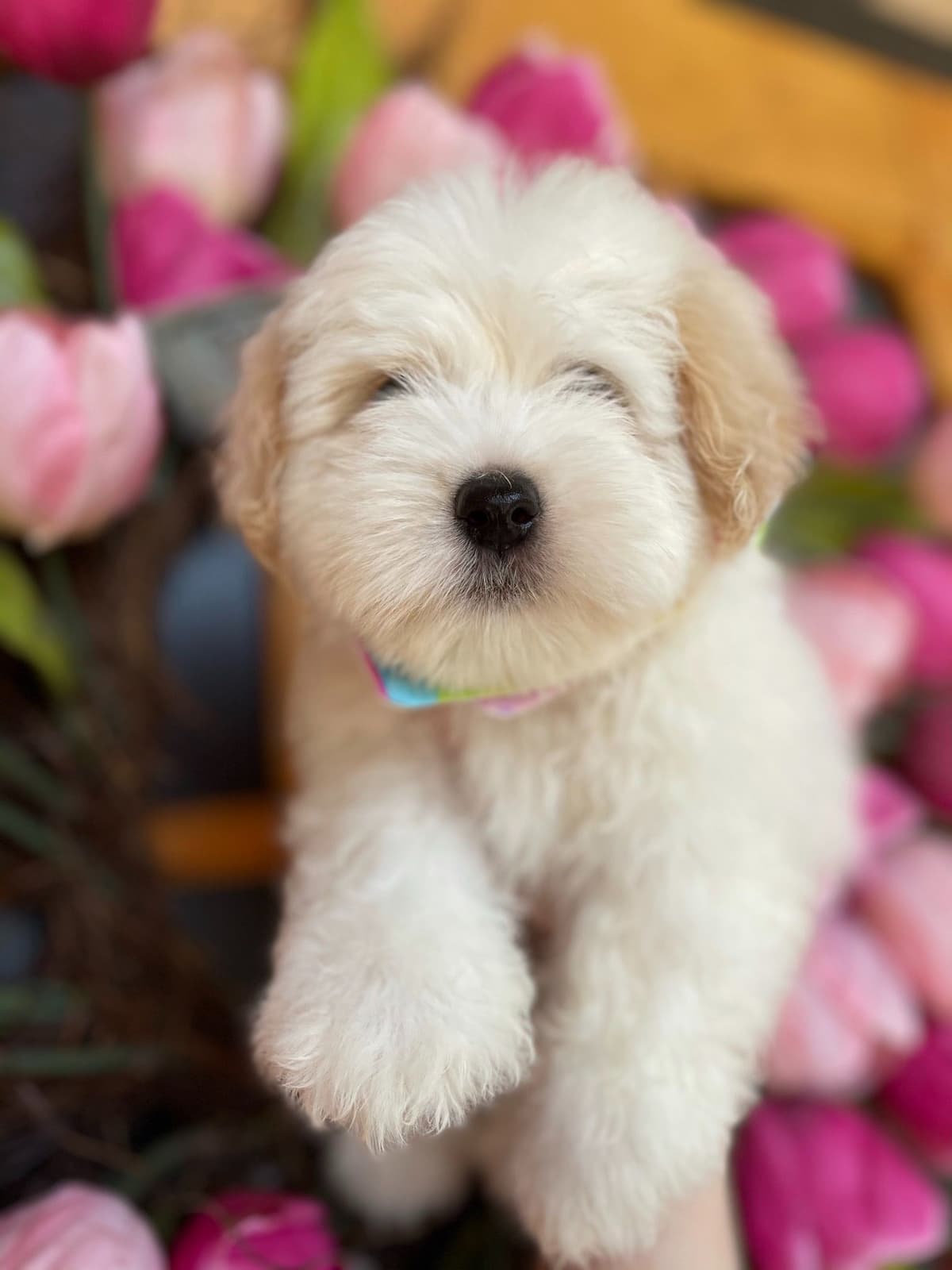 Coton de Tulear Puppies at Sutter Buttes Coton De Tulear breeder image 48