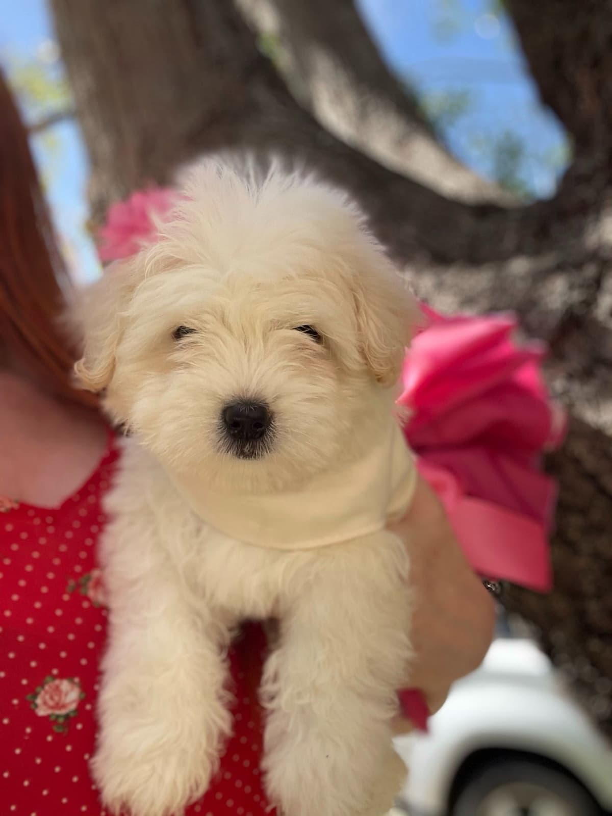 Coton de Tulear Puppies at Sutter Buttes Coton De Tulear breeder image 49