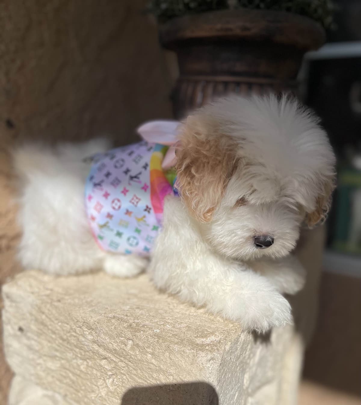Coton de Tulear Puppies at Sutter Buttes Coton De Tulear breeder image 50