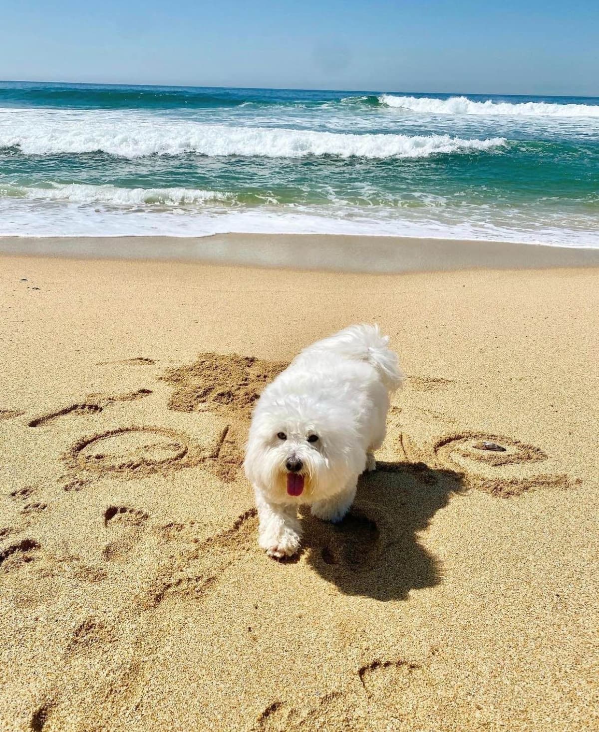 Coton de Tulear Puppies at Sutter Buttes Coton De Tulear breeder image 51