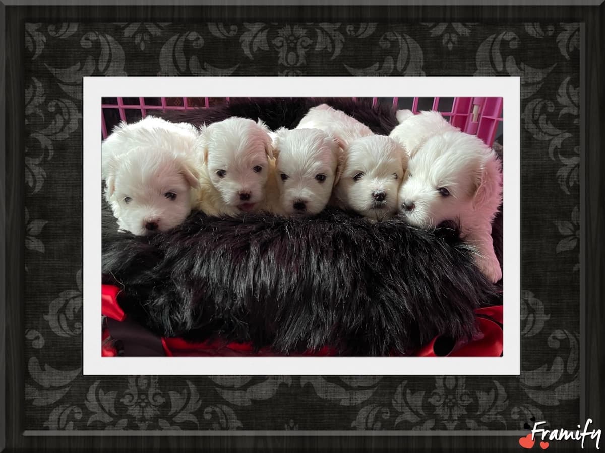 Coton de Tulear Puppies at Sutter Buttes Coton De Tulear breeder image 52