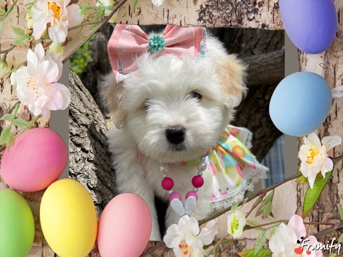 Coton de Tulear Puppies at Sutter Buttes Coton De Tulear breeder image 53