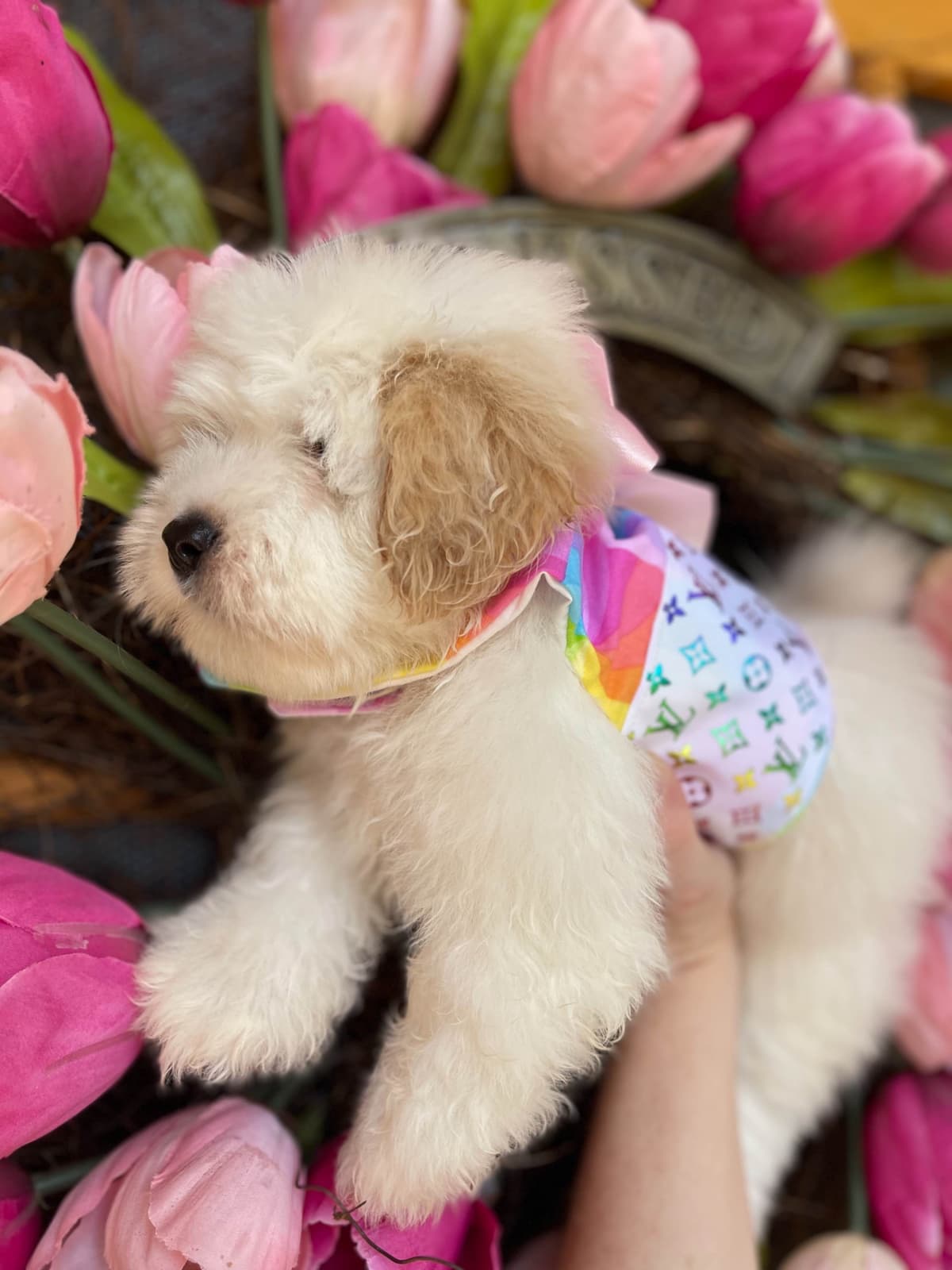 Coton de Tulear Puppies at Sutter Buttes Coton De Tulear breeder image 55