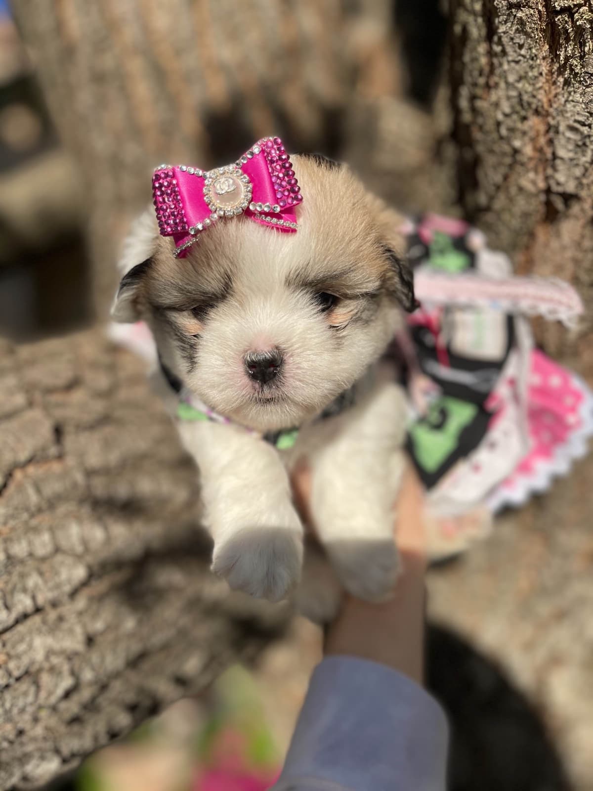 Coton de Tulear Puppies at Sutter Buttes Coton De Tulear breeder image 56