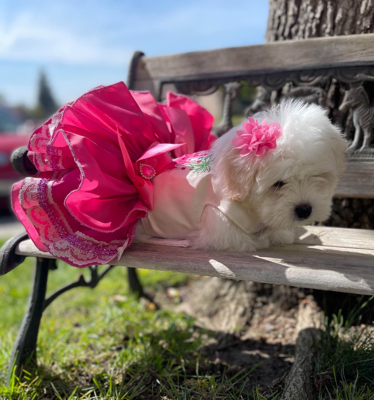Coton de Tulear Puppies at Sutter Buttes Coton De Tulear breeder image 57
