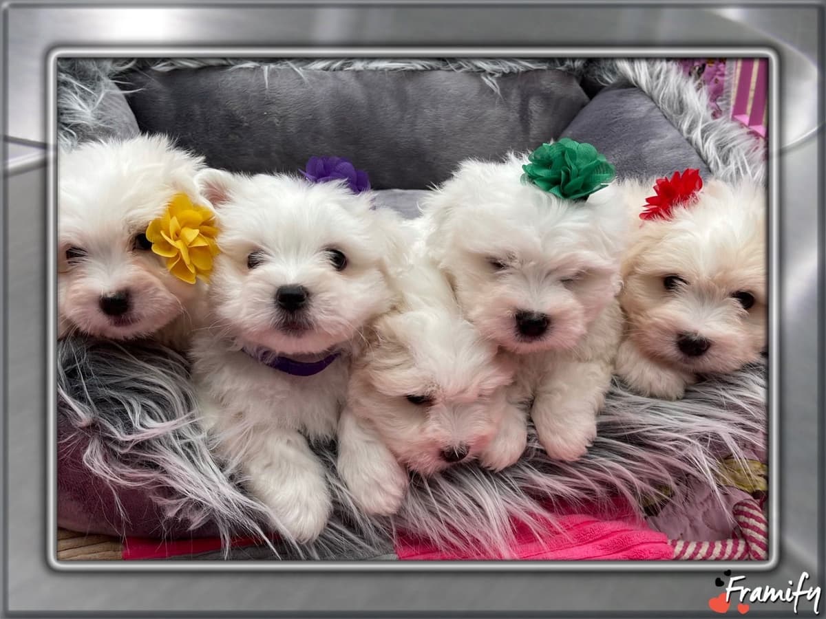 Coton de Tulear Puppies at Sutter Buttes Coton De Tulear breeder image 58