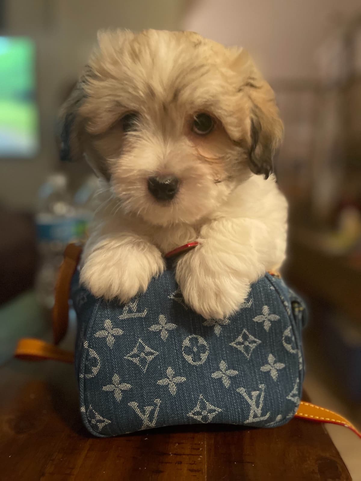 Coton de Tulear Puppies at Sutter Buttes Coton De Tulear breeder image 60