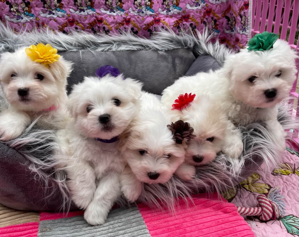 Coton de Tulear Puppies at Sutter Buttes Coton De Tulear breeder image 61