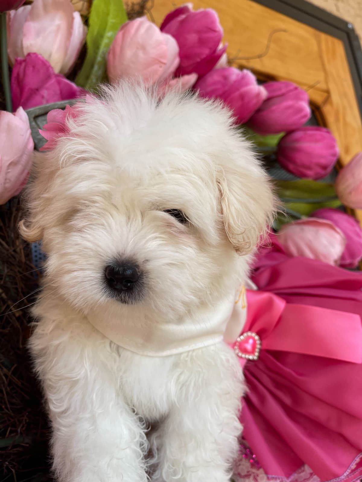 Coton de Tulear Puppies at Sutter Buttes Coton De Tulear breeder image 62