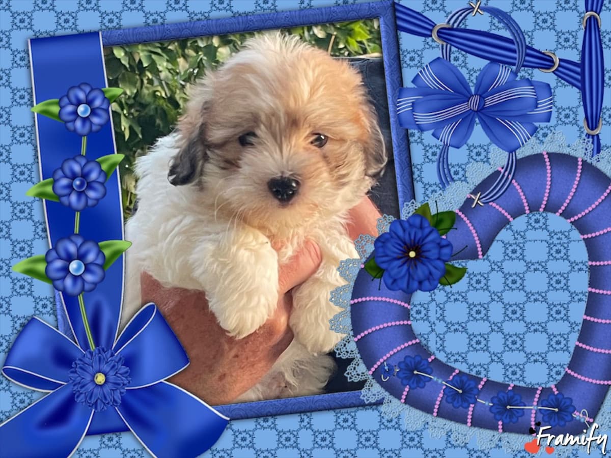 Coton de Tulear Puppies at Sutter Buttes Coton De Tulear breeder image 63