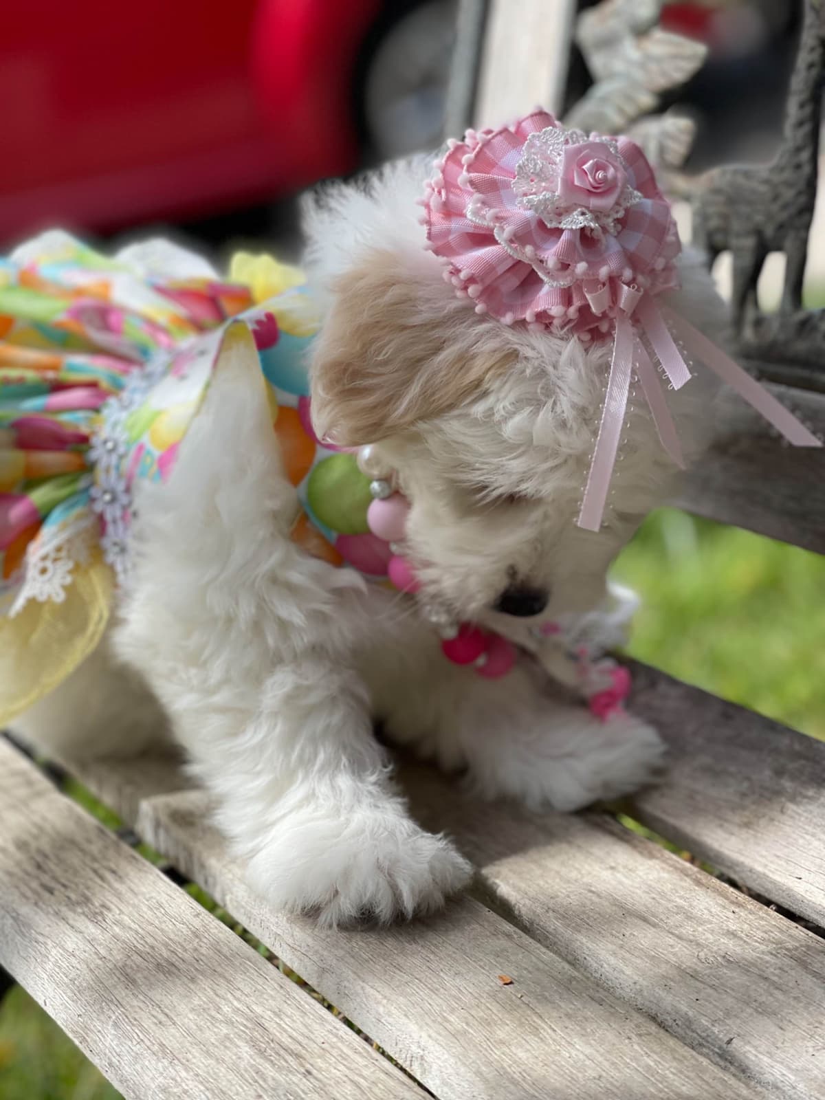Coton de Tulear Puppies at Sutter Buttes Coton De Tulear breeder image 64