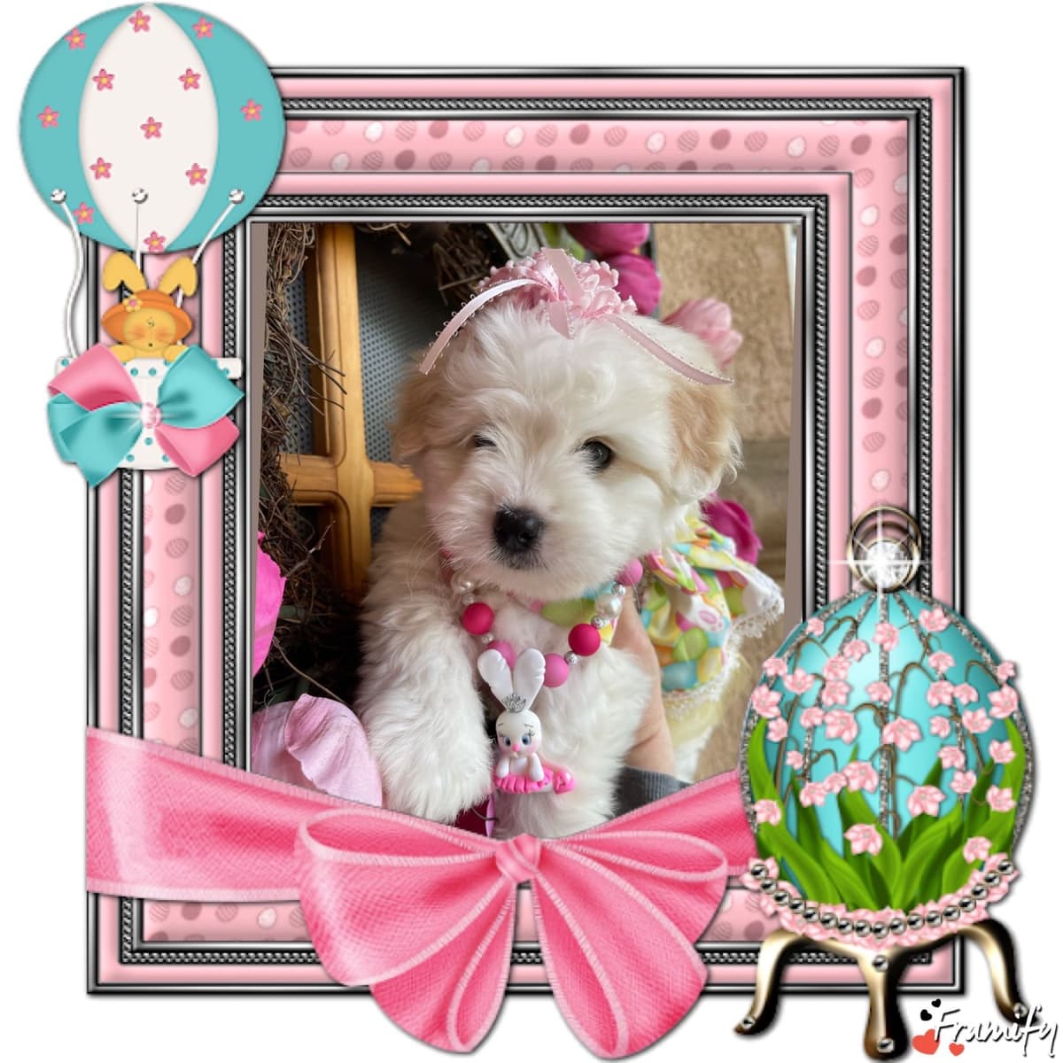 Coton de Tulear Puppies at Sutter Buttes Coton De Tulear breeder image 65