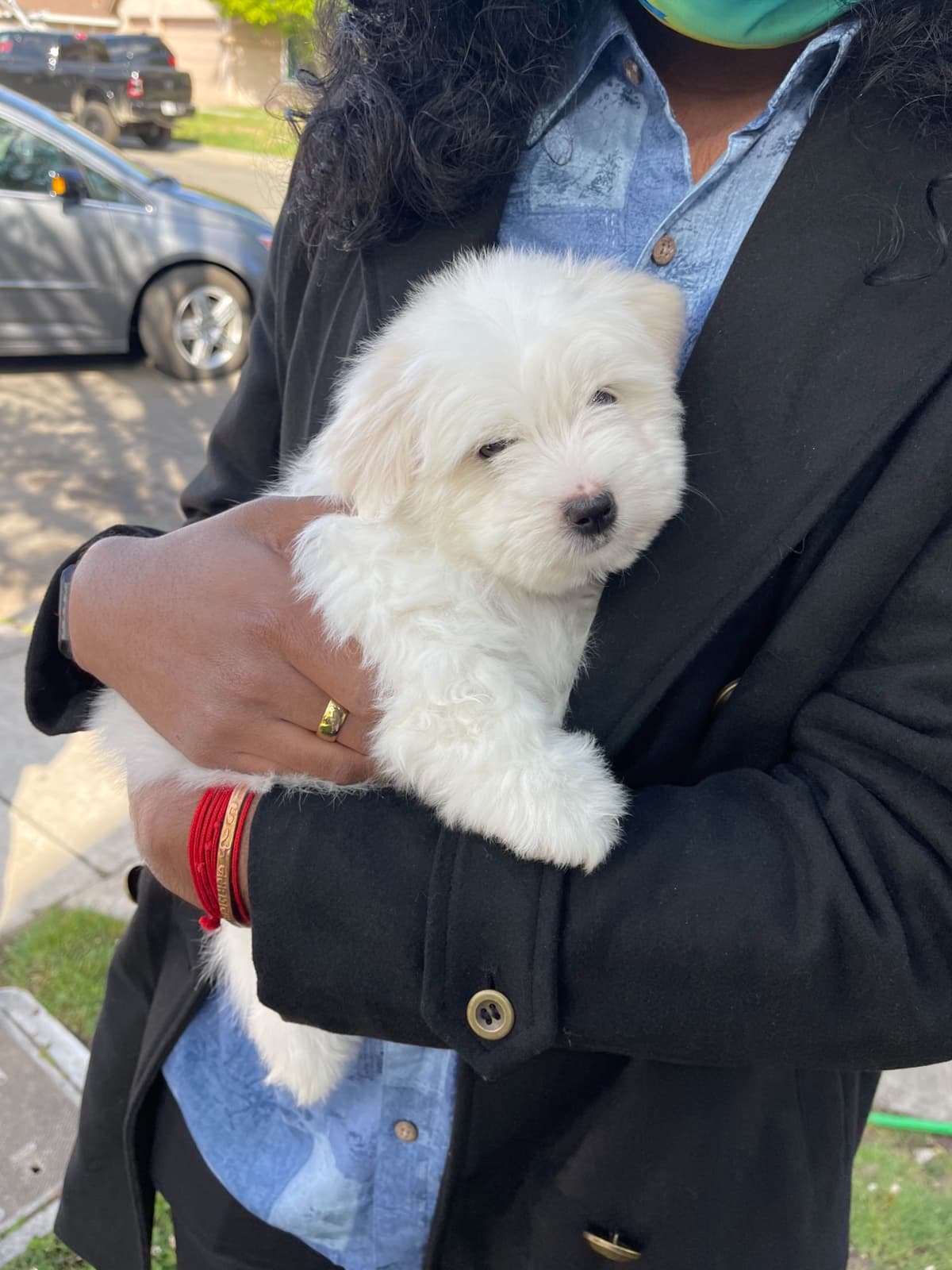Coton de Tulear Puppies at Sutter Buttes Coton De Tulear breeder image 69