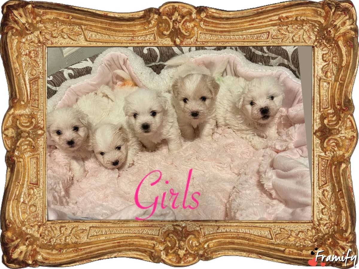 Coton de Tulear Puppies at Sutter Buttes Coton De Tulear breeder image 70