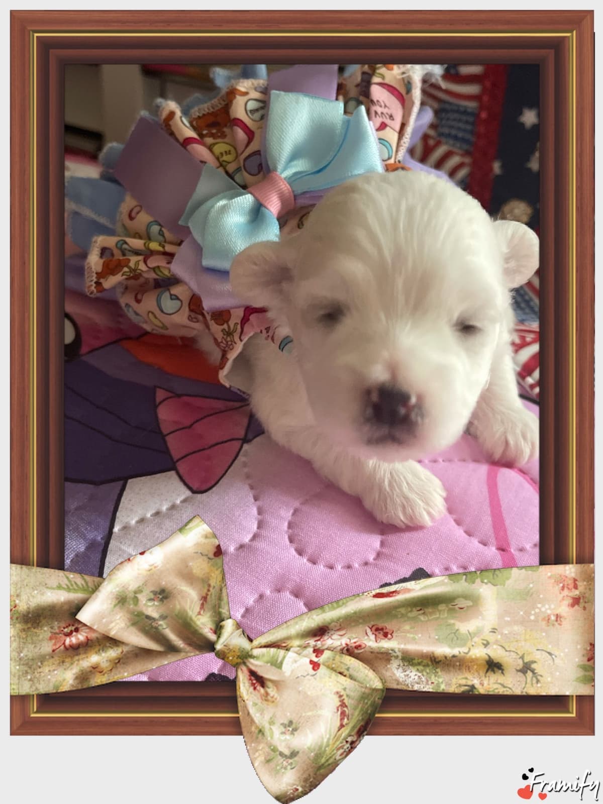 Coton de Tulear Puppies at Sutter Buttes Coton De Tulear breeder image 73