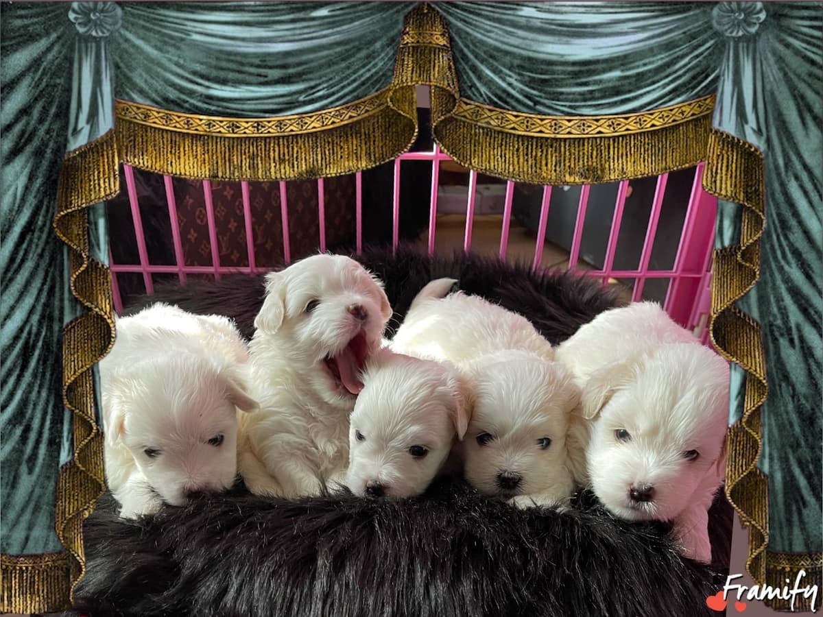 Coton de Tulear Puppies at Sutter Buttes Coton De Tulear breeder image 71