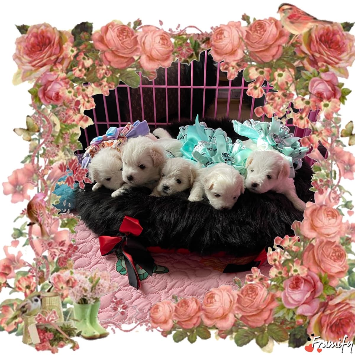 Coton de Tulear Puppies at Sutter Buttes Coton De Tulear breeder image 72