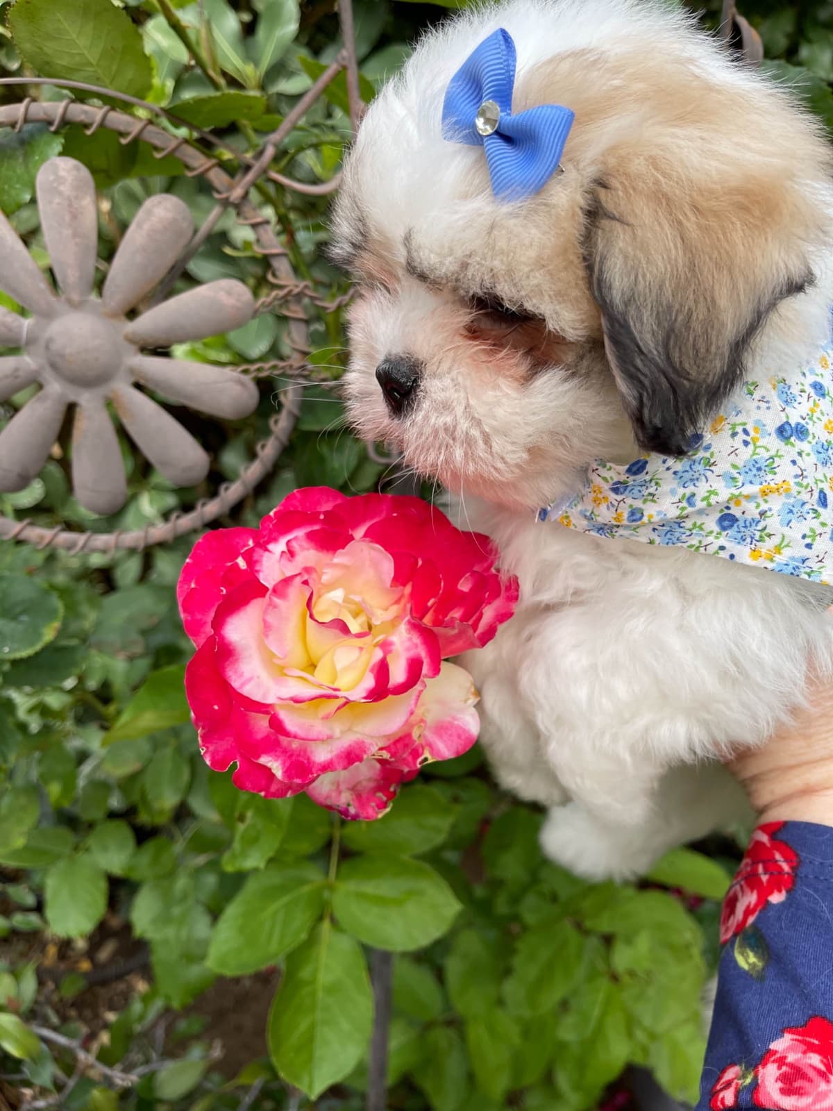 Coton de Tulear Puppies at Sutter Buttes Coton De Tulear breeder image 74