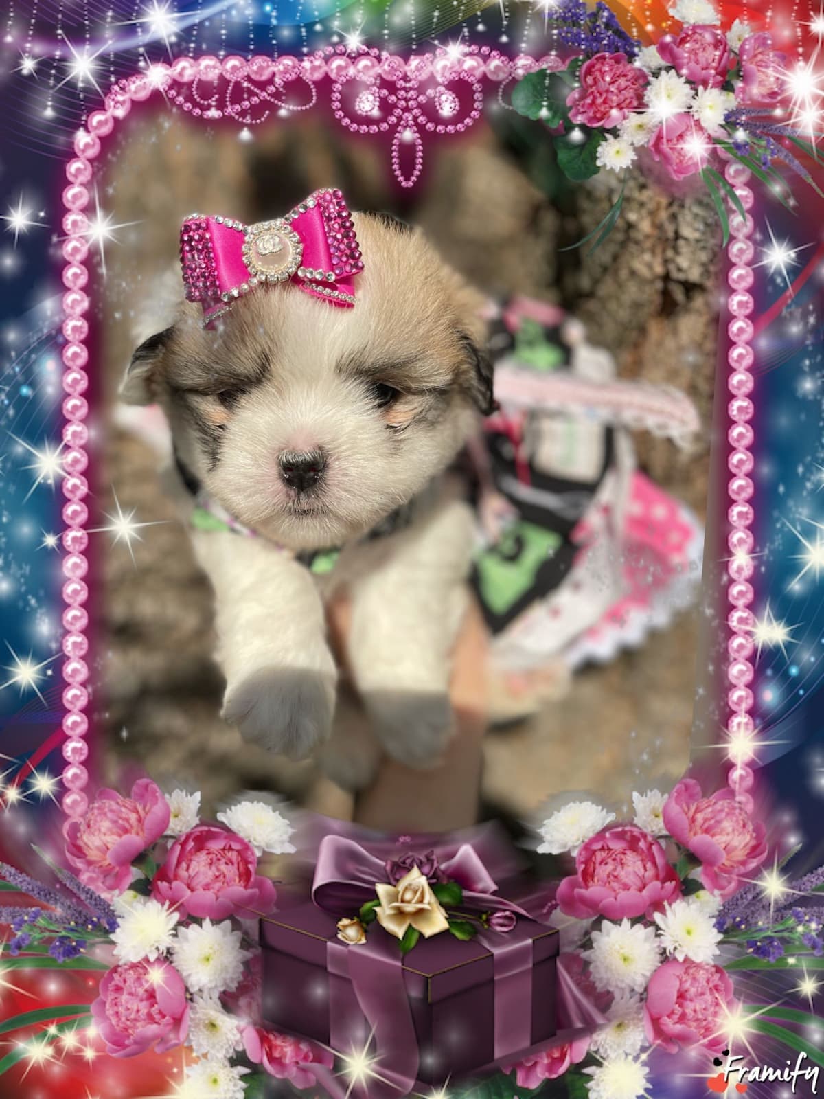 Coton de Tulear Puppies at Sutter Buttes Coton De Tulear breeder image 76