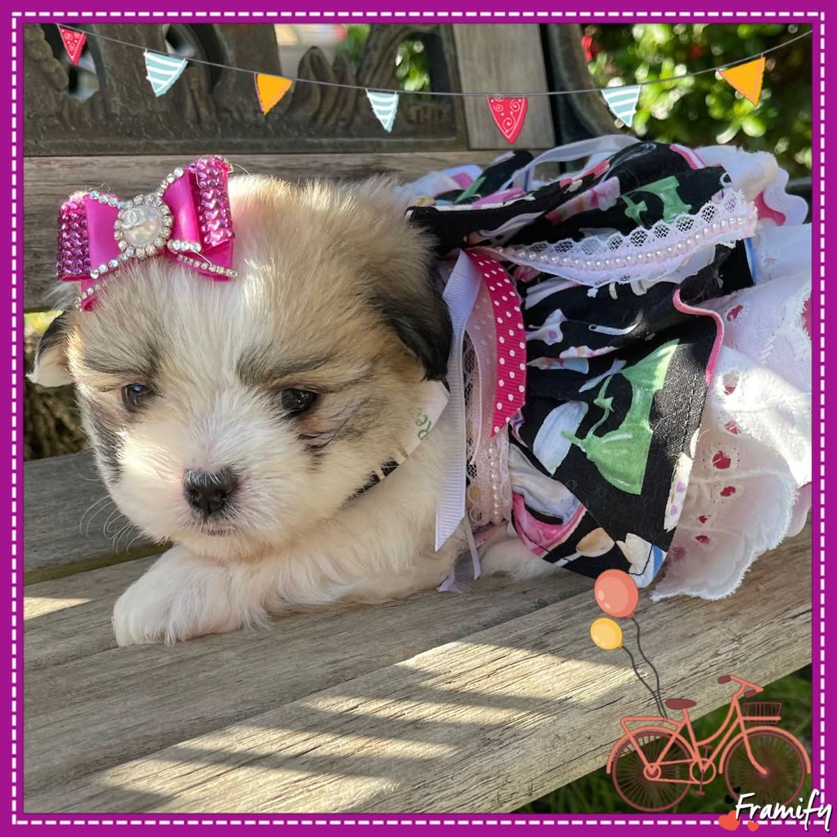 Coton de Tulear Puppies at Sutter Buttes Coton De Tulear breeder image 77
