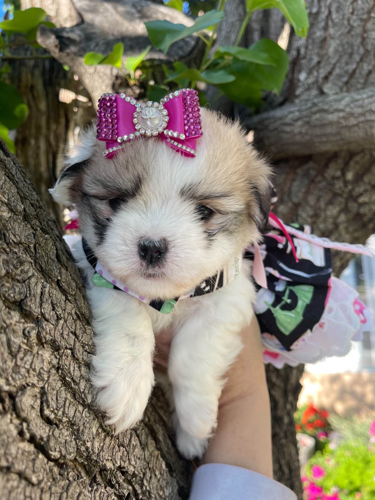 Coton de Tulear Puppies at Sutter Buttes Coton De Tulear breeder image 78
