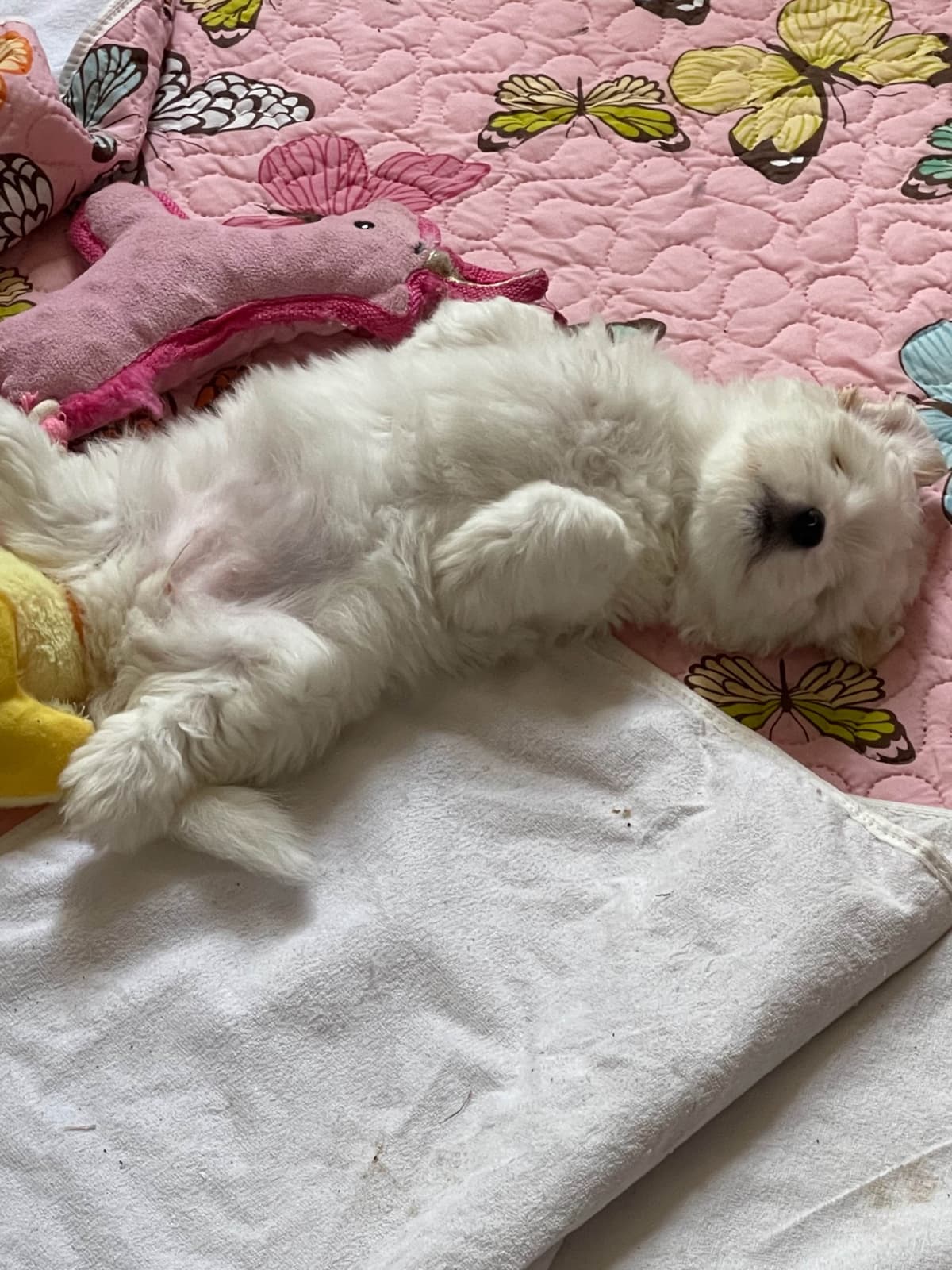 Coton de Tulear Puppies at Sutter Buttes Coton De Tulear breeder image 81