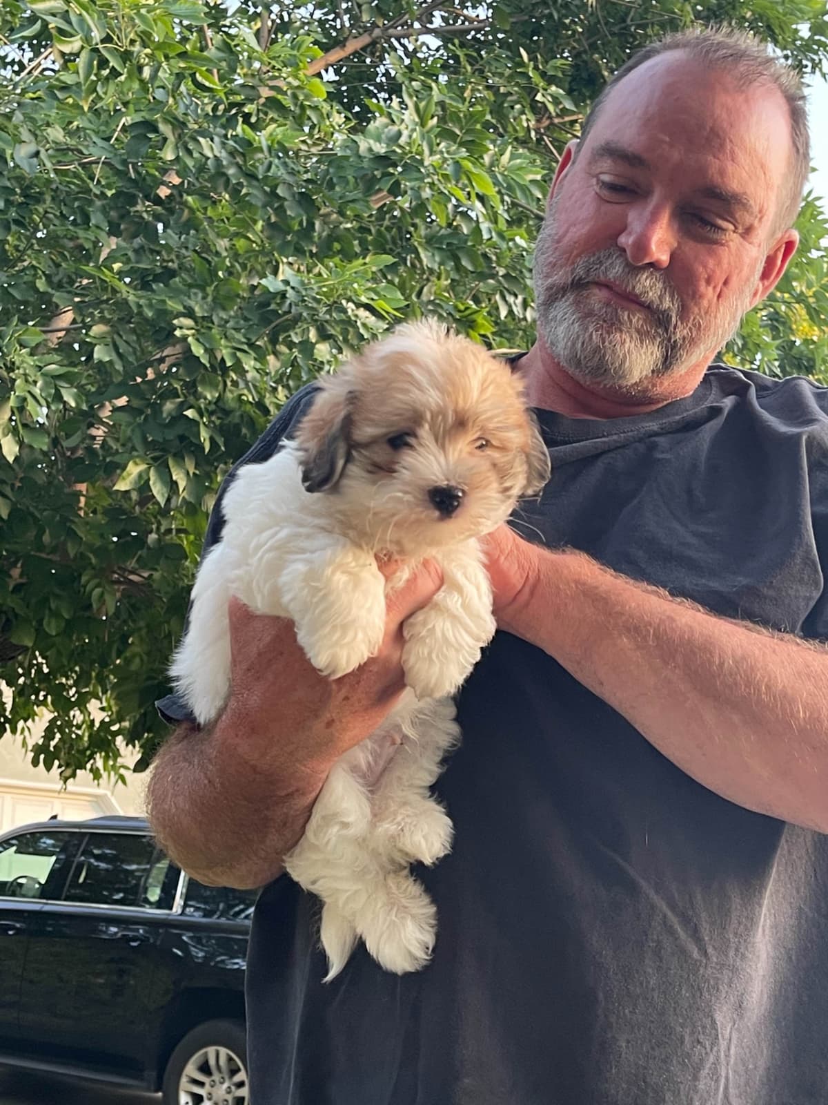 Coton de Tulear Puppies at Sutter Buttes Coton De Tulear breeder image 82