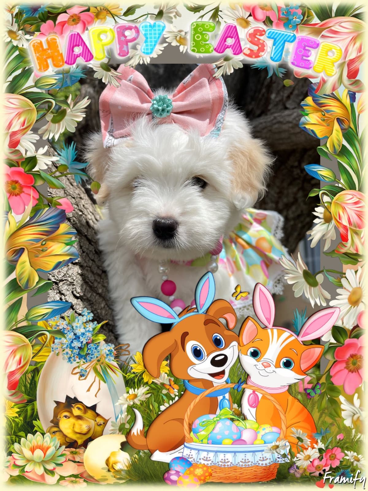 Coton de Tulear Puppies at Sutter Buttes Coton De Tulear breeder image 79