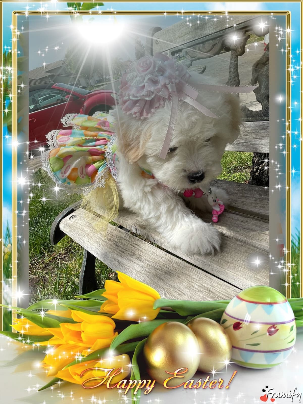 Coton de Tulear Puppies at Sutter Buttes Coton De Tulear breeder image 80