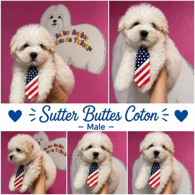 Coton de Tulear Puppies at Sutter Buttes Coton De Tulear media 2