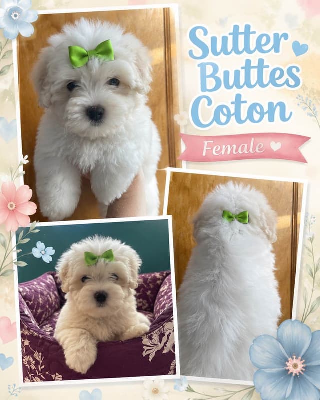Coton de Tulear Puppies at Sutter Buttes Coton De Tulear media 3