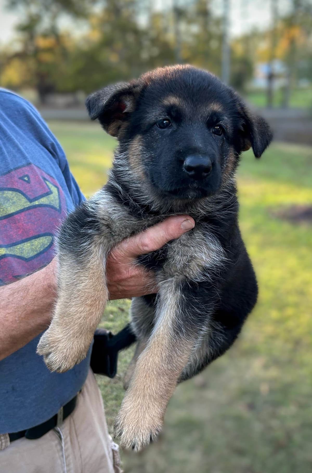 German Shepherd Dog Puppies breeder image 1