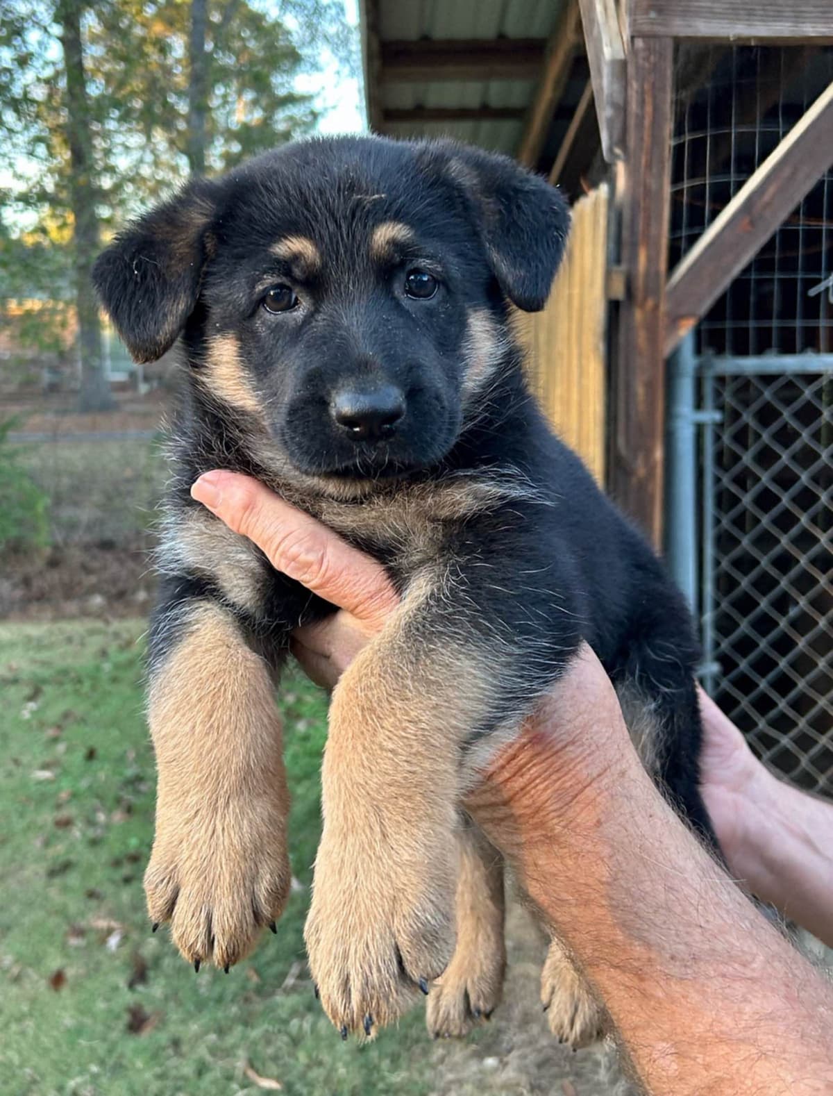 German Shepherd Dog Puppies breeder image 3