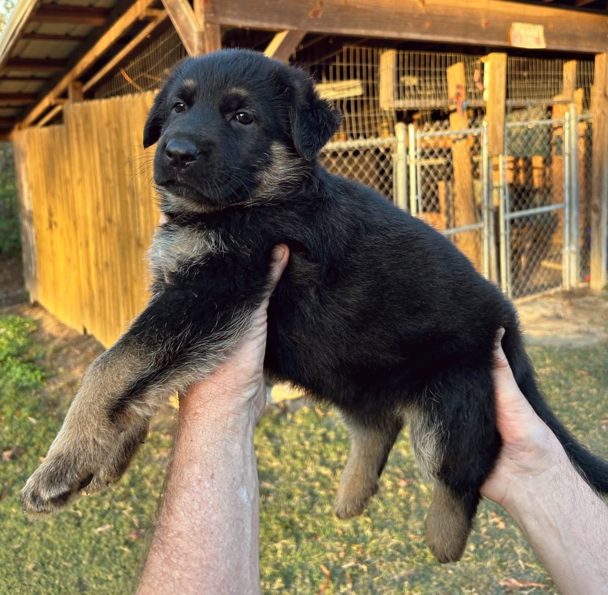 German Shepherd Dog Puppies breeder image 4