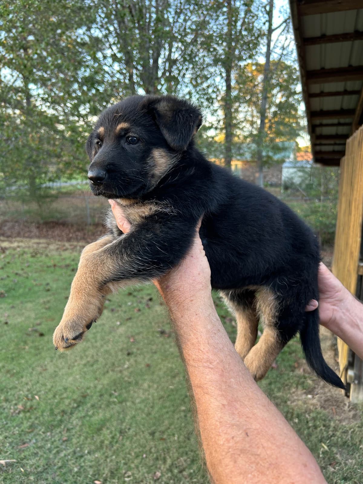 German Shepherd Dog Puppies breeder image 5