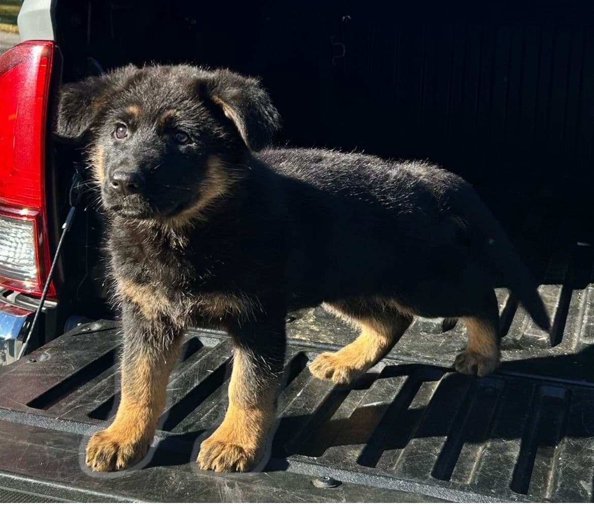German Shepherd Dog Puppies breeder image 6