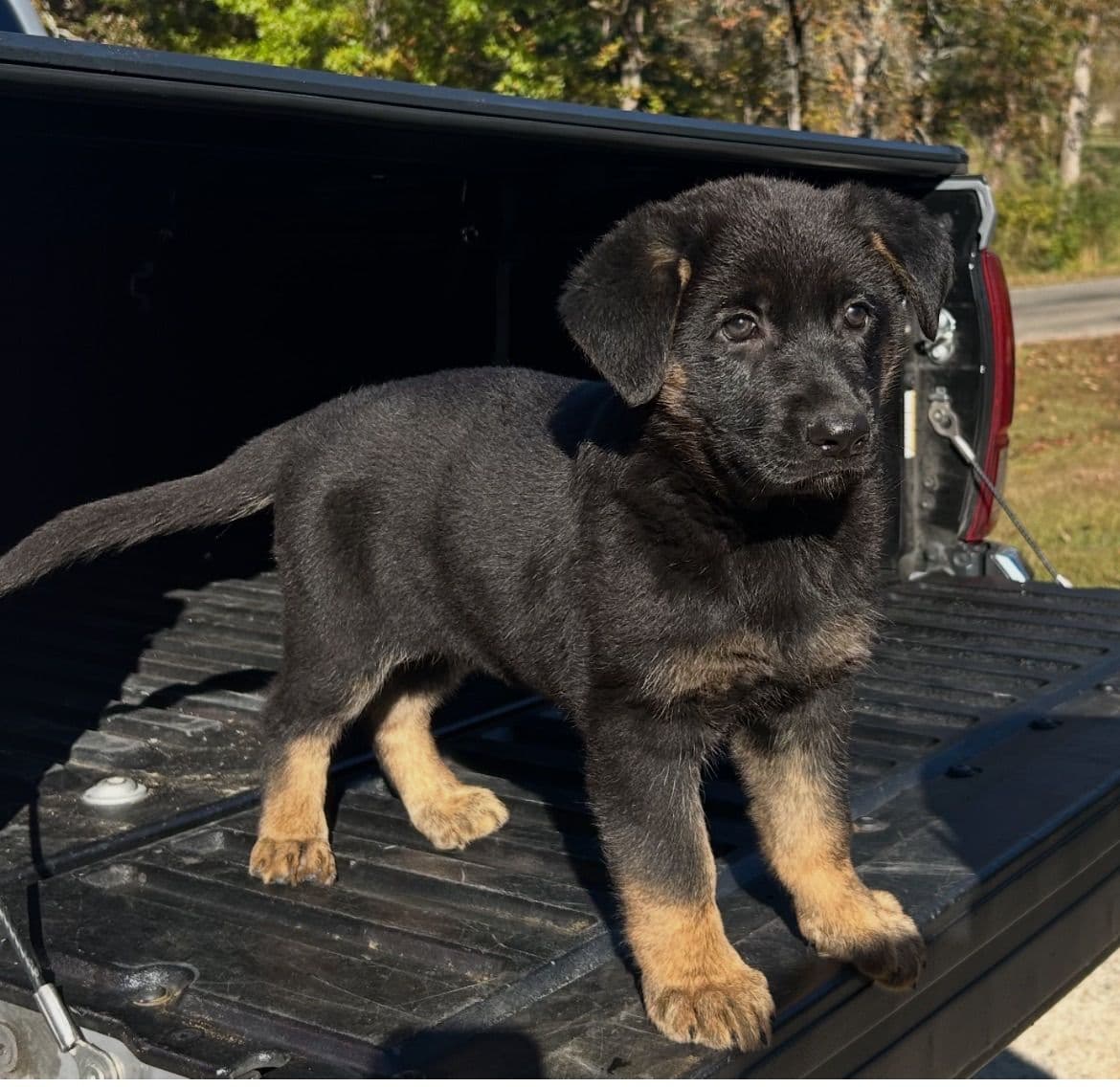German Shepherd Dog Puppies breeder image 7