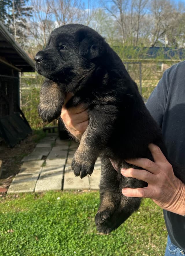 German Shepherd Dog Puppies media 2